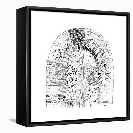 Nerve Cells, 1894-Santiago Ramon y Cajal-Framed Premier Image Canvas