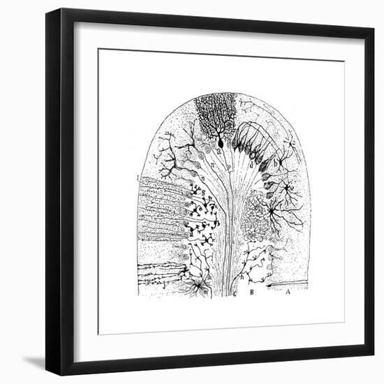 Nerve Cells, 1894-Santiago Ramon y Cajal-Framed Giclee Print