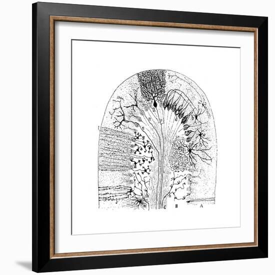 Nerve Cells, 1894-Santiago Ramon y Cajal-Framed Giclee Print