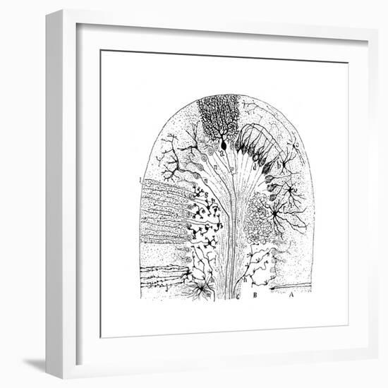 Nerve Cells, 1894-Santiago Ramon y Cajal-Framed Giclee Print