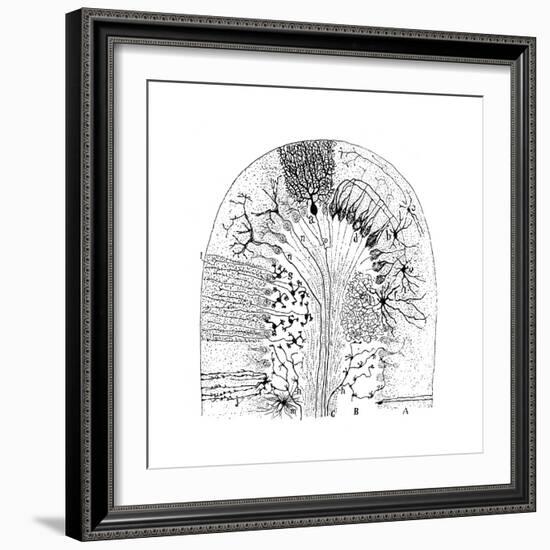 Nerve Cells, 1894-Santiago Ramon y Cajal-Framed Giclee Print