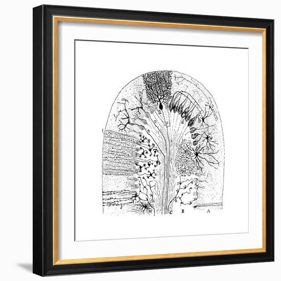 Nerve Cells, 1894-Santiago Ramon y Cajal-Framed Giclee Print