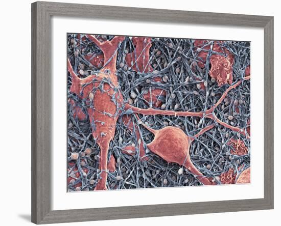 Nerve Cells And Glial Cells, SEM-Thomas Deerinck-Framed Photographic Print