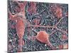 Nerve Cells And Glial Cells, SEM-Thomas Deerinck-Mounted Photographic Print