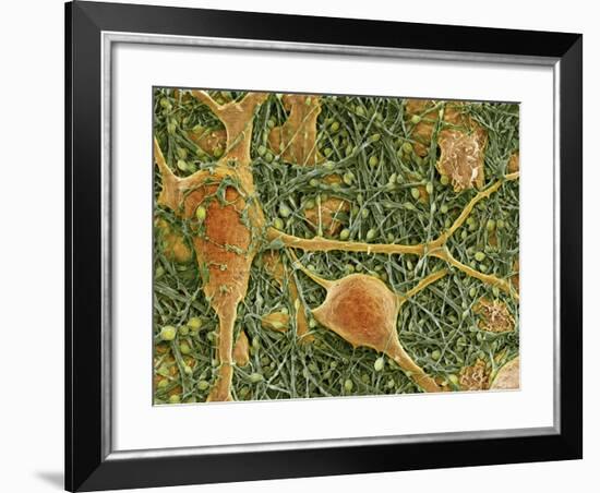 Nerve Cells And Glial Cells, SEM-Thomas Deerinck-Framed Photographic Print