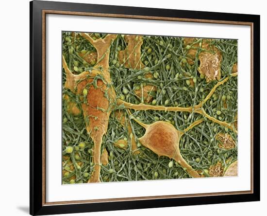 Nerve Cells And Glial Cells, SEM-Thomas Deerinck-Framed Photographic Print