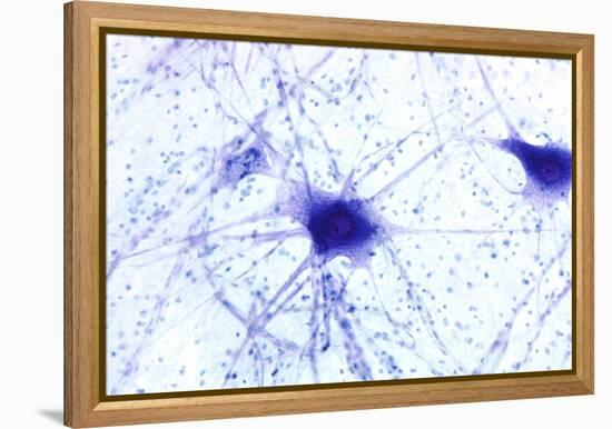 Nerve Cells, Light Micrograph-Steve Gschmeissner-Framed Premier Image Canvas