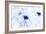 Nerve Cells, Light Micrograph-Steve Gschmeissner-Framed Photographic Print