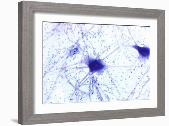 Nerve Cells, Light Micrograph-Steve Gschmeissner-Framed Photographic Print