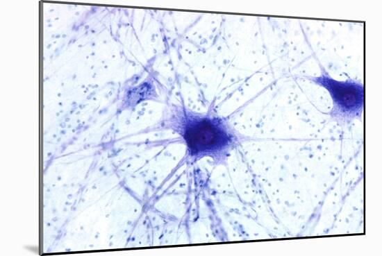 Nerve Cells, Light Micrograph-Steve Gschmeissner-Mounted Photographic Print
