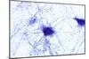 Nerve Cells, Light Micrograph-Steve Gschmeissner-Mounted Photographic Print