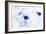 Nerve Cells, Light Micrograph-Steve Gschmeissner-Framed Photographic Print