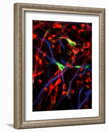 Nerve Cells-Riccardo Cassiani-ingoni-Framed Photographic Print