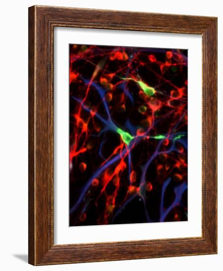 Nerve Cells-Riccardo Cassiani-ingoni-Framed Photographic Print