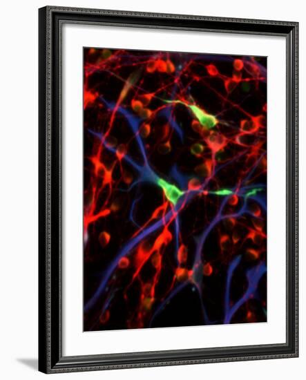 Nerve Cells-Riccardo Cassiani-ingoni-Framed Photographic Print