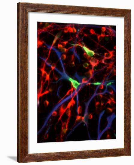 Nerve Cells-Riccardo Cassiani-ingoni-Framed Photographic Print