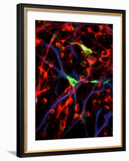 Nerve Cells-Riccardo Cassiani-ingoni-Framed Photographic Print