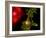 Nerve Cells-Riccardo Cassiani-ingoni-Framed Photographic Print