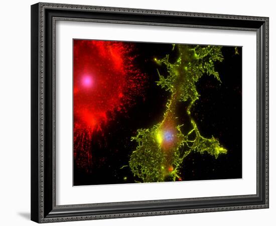 Nerve Cells-Riccardo Cassiani-ingoni-Framed Photographic Print