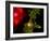 Nerve Cells-Riccardo Cassiani-ingoni-Framed Photographic Print