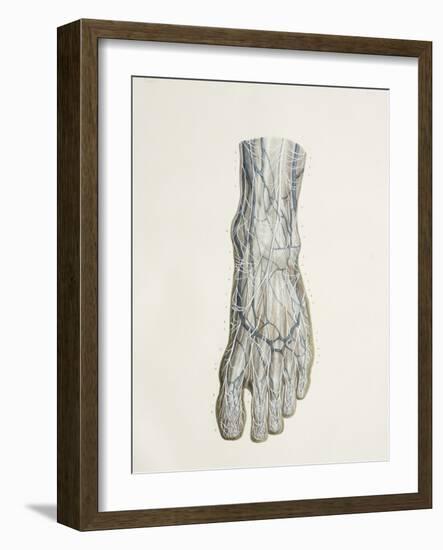 Nerves of the Foot, 1844 Artwork-Science Photo Library-Framed Photographic Print