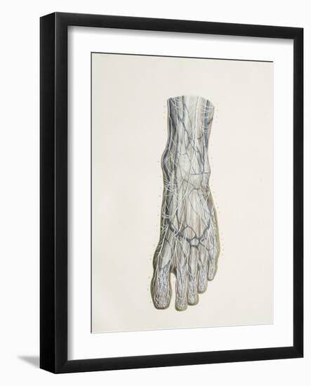 Nerves of the Foot, 1844 Artwork-Science Photo Library-Framed Photographic Print