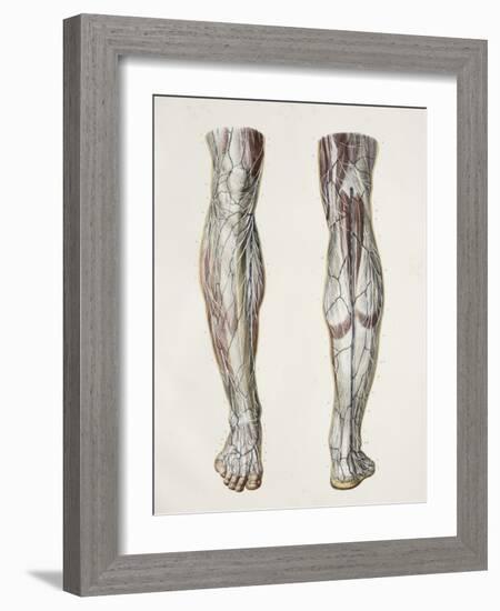 Nerves of the Lower Leg, 1844 Artwork-Science Photo Library-Framed Photographic Print