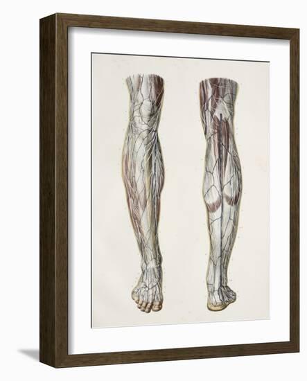 Nerves of the Lower Leg, 1844 Artwork-Science Photo Library-Framed Photographic Print