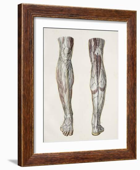 Nerves of the Lower Leg, 1844 Artwork-Science Photo Library-Framed Photographic Print