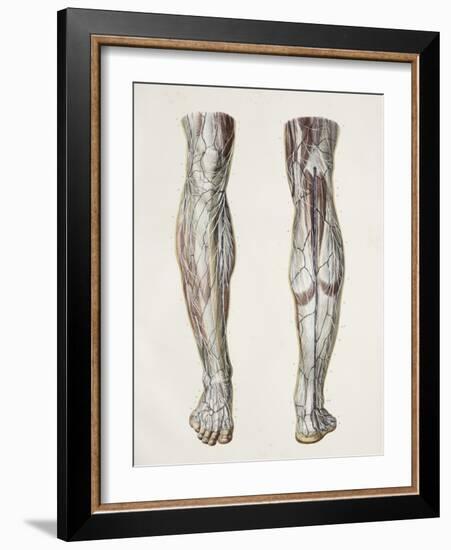 Nerves of the Lower Leg, 1844 Artwork-Science Photo Library-Framed Photographic Print