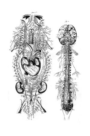 'Nervous System 18th C' Giclee Print | Art.com