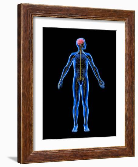 Nervous System, Artwork-Roger Harris-Framed Photographic Print