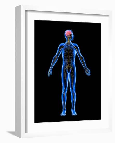 Nervous System, Artwork-Roger Harris-Framed Photographic Print