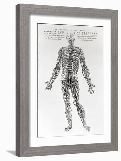 Nervous System-Andreas Vesalius-Framed Giclee Print