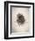 Nest I-Debra Van Swearingen-Framed Photo