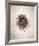 Nest I-Debra Van Swearingen-Framed Photo