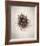 Nest I-Debra Van Swearingen-Framed Photo