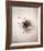 Nest III-Debra Van Swearingen-Framed Photo