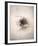 Nest III-Debra Van Swearingen-Framed Photo