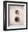 Nest IV-Debra Van Swearingen-Framed Photo