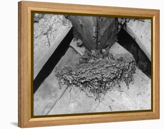 Nest of Swallows-null-Framed Premier Image Canvas