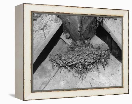 Nest of Swallows-null-Framed Premier Image Canvas