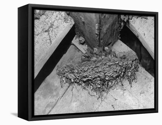 Nest of Swallows-null-Framed Premier Image Canvas