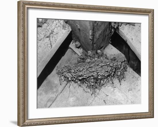 Nest of Swallows-null-Framed Photographic Print