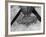 Nest of Swallows-null-Framed Photographic Print