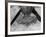 Nest of Swallows-null-Framed Photographic Print