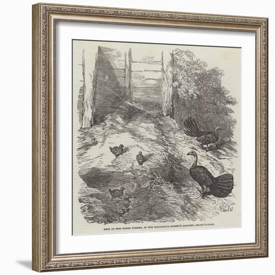 Nest of the Brush Turkey, in the Zoological Society's Gardens, Regent'S-Park-Harrison William Weir-Framed Giclee Print