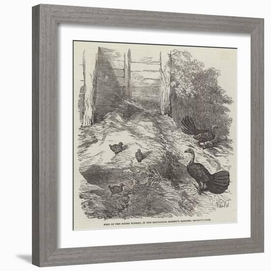 Nest of the Brush Turkey, in the Zoological Society's Gardens, Regent'S-Park-Harrison William Weir-Framed Giclee Print