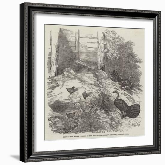 Nest of the Brush Turkey, in the Zoological Society's Gardens, Regent'S-Park-Harrison William Weir-Framed Giclee Print