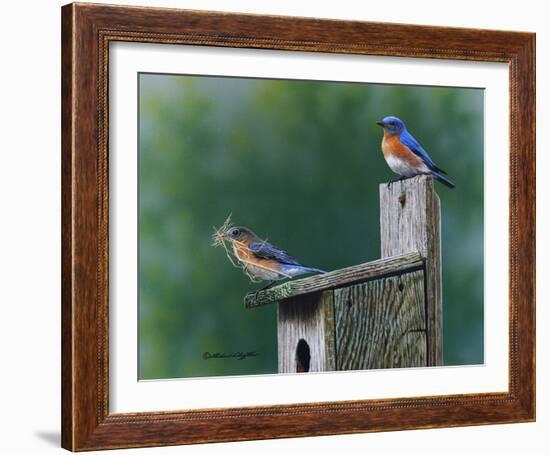 Nesting Bliss - Bluebirds-Richard Clifton-Framed Art Print